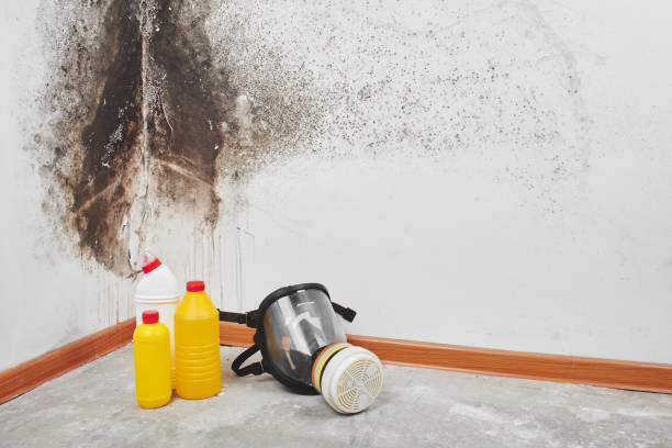 Best Emergency Mold Removal  in Idalou, TX