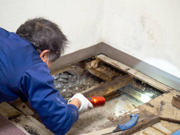 Best Toxic Mold Removal  in Idalou, TX