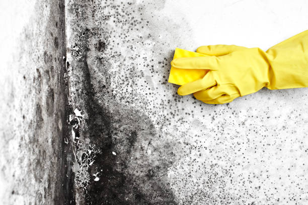 Best Mold Removal and Inspection  in Idalou, TX