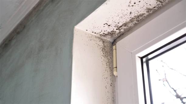 Best Black Mold Removal  in Idalou, TX