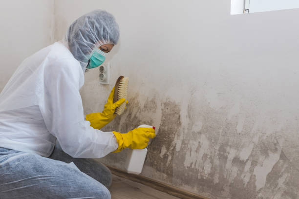 Best Home Mold Removal  in Idalou, TX