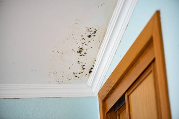 Best Residential Mold Removal  in Idalou, TX