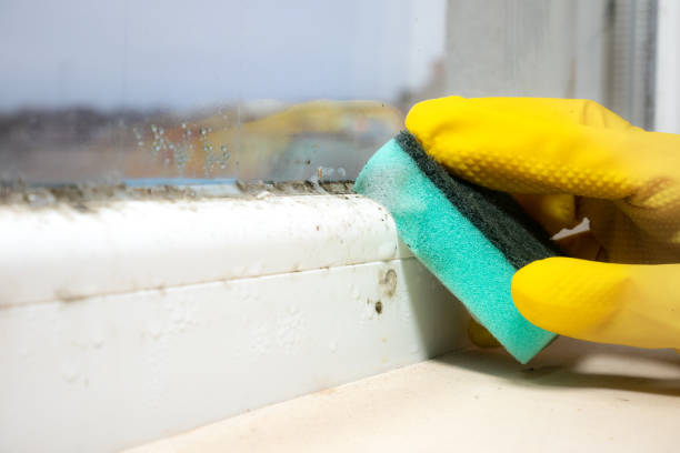 Best Toxic Mold Removal  in Idalou, TX