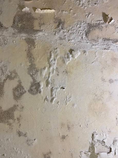 Professional Mold Removal in Idalou, TX