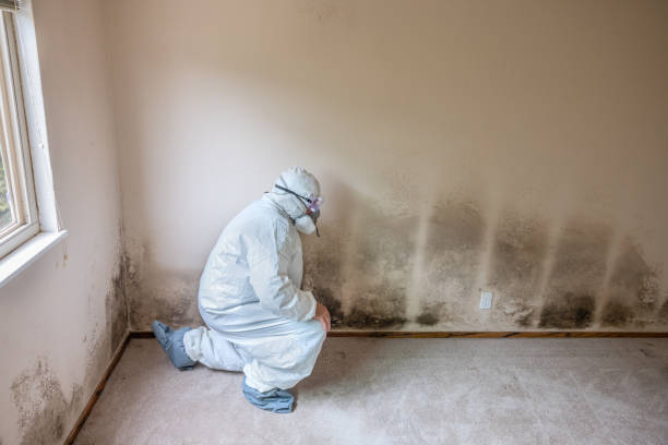 Best Commercial Mold Removal  in Idalou, TX