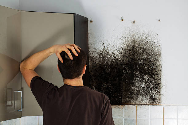 Best Mold Damage Repair  in Idalou, TX