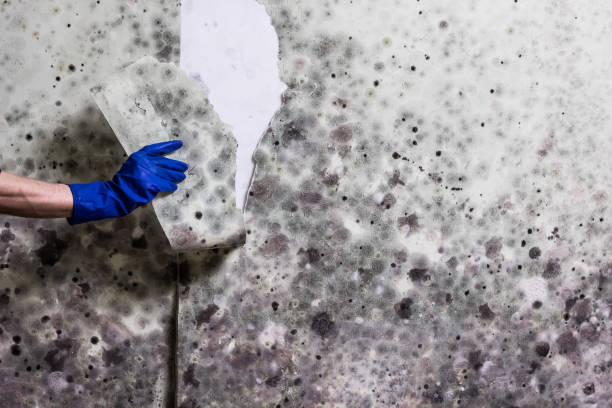 Best Affordable Mold Removal  in Idalou, TX