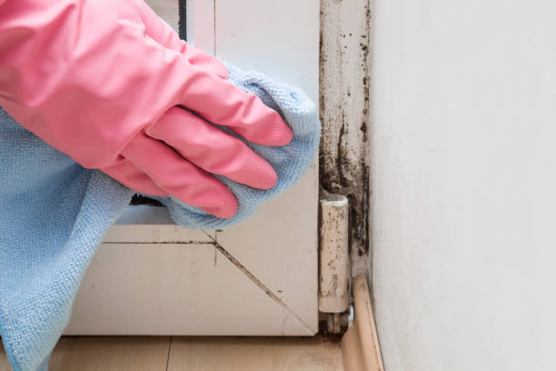 Best Certified Mold Removal  in Idalou, TX